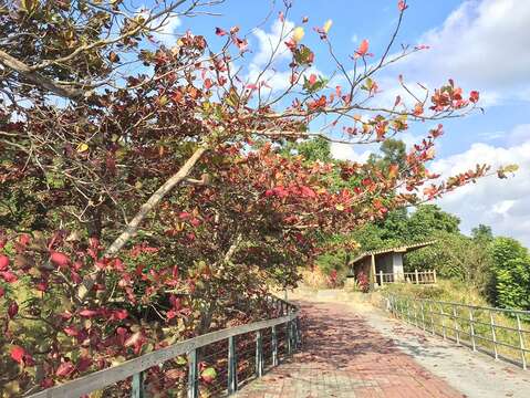 春暖花開的季節來臨