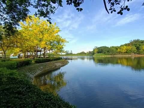 阿勃勒仍盛開,歡迎來園區賞花